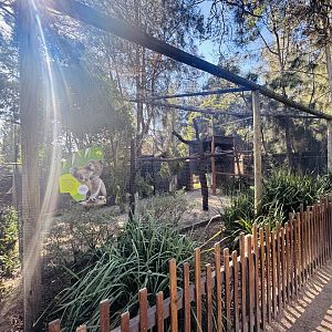 Koala enclosure