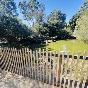 Black Swan enclosure