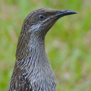 Little wattlebird