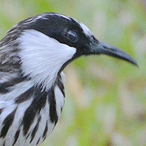White-cheeked honeyeater