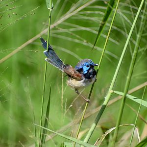 Variegated Fairywren