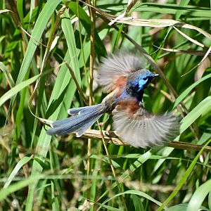 Variegated Fairywren