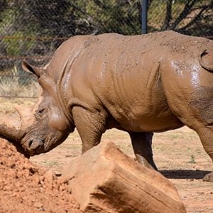 Southern White Rhino