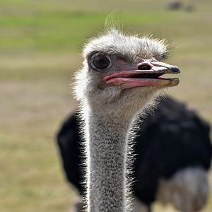 Ostrich
