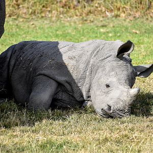 Southern White Rhino calf