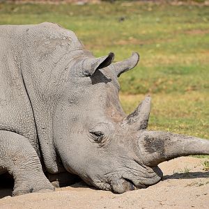 Southern White Rhino