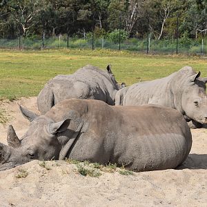 Southern White Rhinos