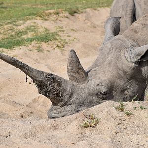 Southern White Rhino