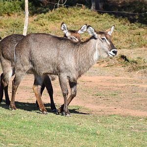 Waterbucks