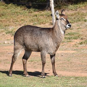Waterbuck