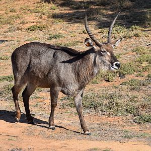 Waterbuck