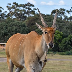Eland