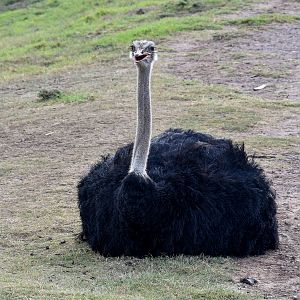 Ostrich