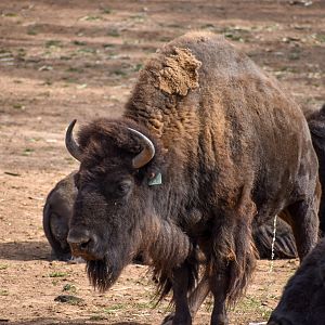 American Bison