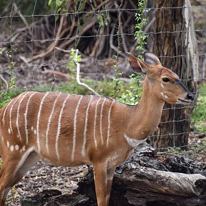 Nyala
