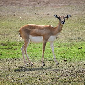 Blackbuck