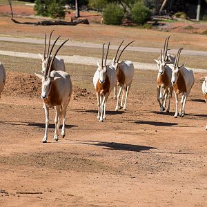 Scimitar-horned Oryx