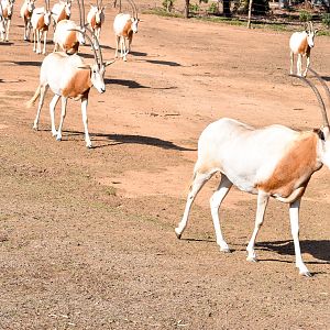 Scimitar-horned Oryx