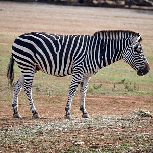 Plains Zebra