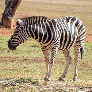 Plains Zebra