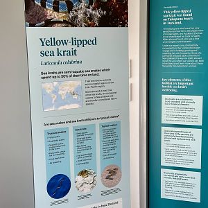Yellow-lipped Sea Krait Signage