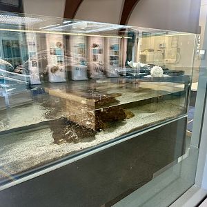 Yellow-lipped Sea Krait Exhibit