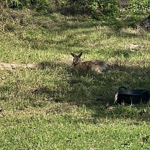 Forester kangaroo (Macropus giganteus tasmaniensis)