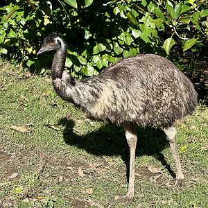 Emu (Dromaius novaehollandiae)