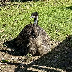 Emu (Dromaius novaehollandiae)