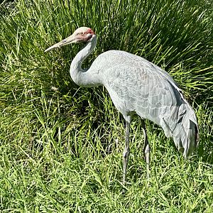 Brolga (Antigone rubicunda)
