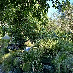 Australian Walkthrough Aviary