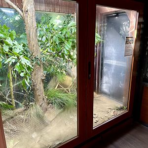 Eastern Blue-tongue Skink Exhibit