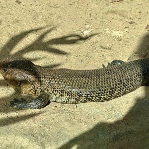 Cunningham skink (Egernia cunninghami)