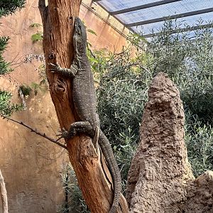 Lace monitor (Varanus varius)