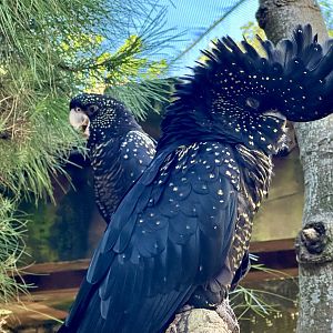 Red-tailed black cockatoo (Calyptorhynchus banksii)