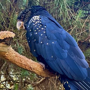 Red-tailed black cockatoo (Calyptorhynchus banksii)