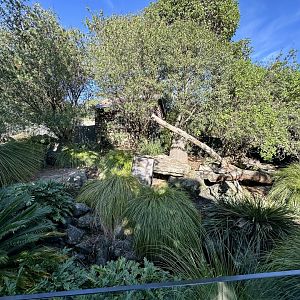 Tasmanian Devil Exhibit (Under Development)