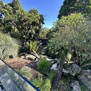 Tasmanian Devil Exhibit (Renovated)