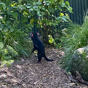 Tasmanian Devil (Standing)
