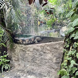 Tropical Dome - Viewing Window 2