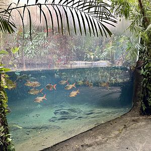 Tropical Dome - Viewing Window 3