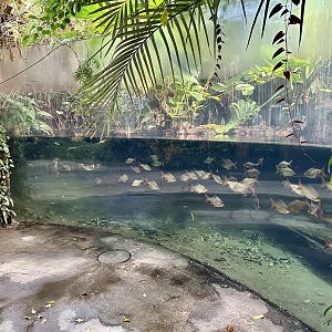 Tropical Dome - Viewing Window 4