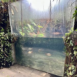 Tropical Dome - Viewing Window 6