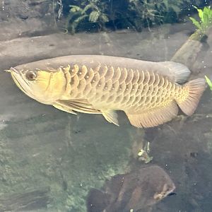Asian arowana (Scleropages formosus)
