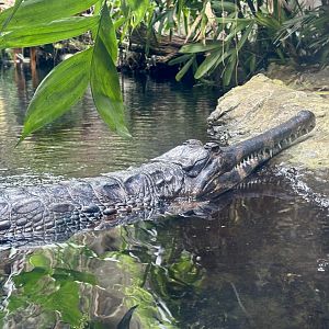 Sumpit (Female False Gharial)