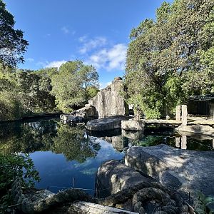 Subantarctic Fur Seal Exhibit