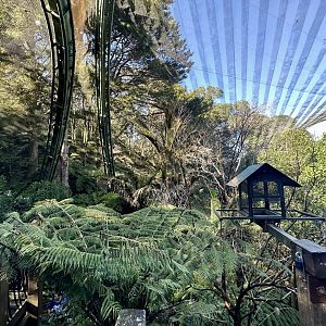 New Zealand Freeflight Aviary