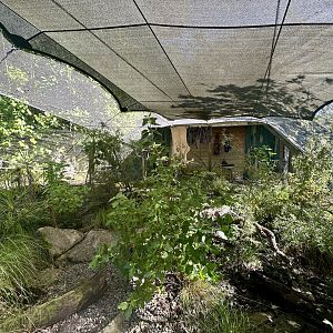 North Island Saddleback Aviary