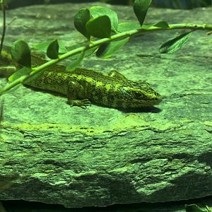 Otago skink (Oligosoma otagense)