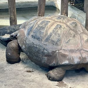 Smiley (Galapagos Giant Tortoise)
